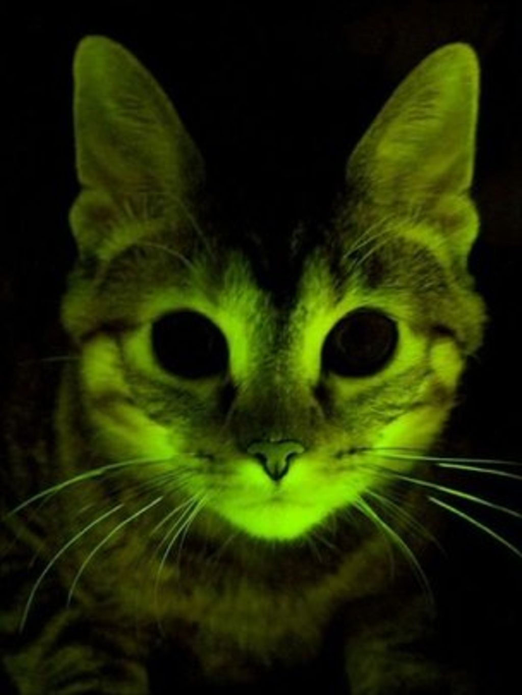 Glowing Organism
