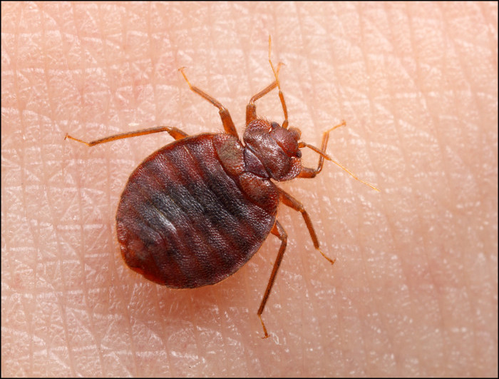 bed-bug