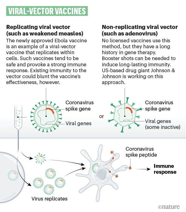 How vaccine develop immunity?