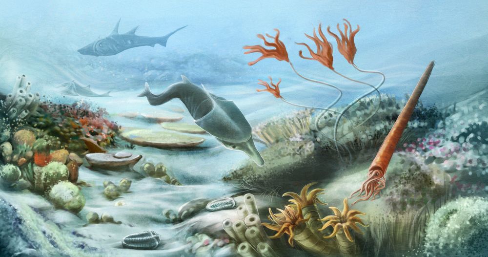 Ordovician Silurian extinction